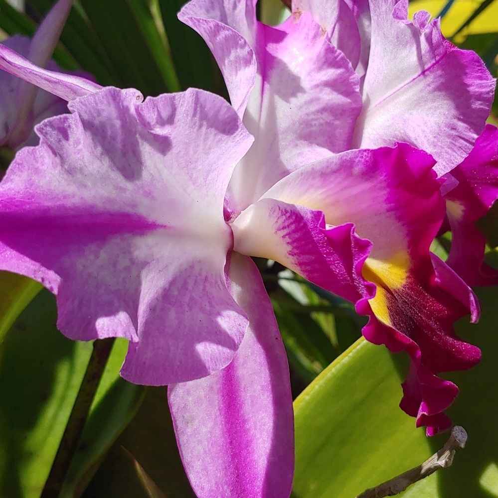 Meet your Posher, Rachael